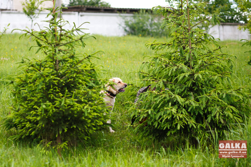Службові собаки  допомагають шукати заблукалих грибників