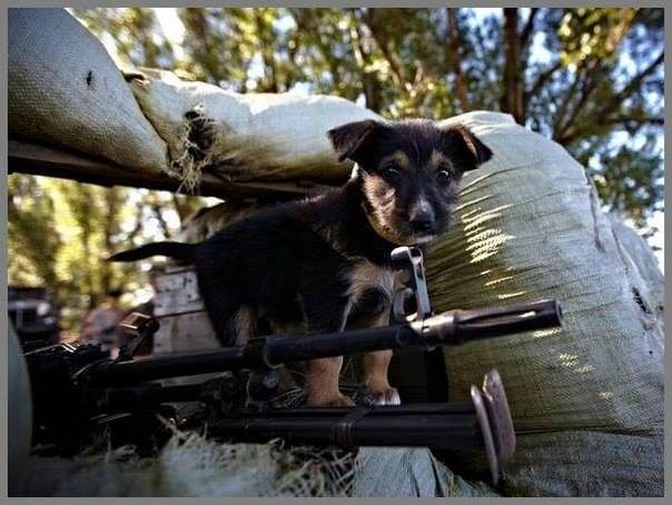 Парасюк розповів про військових собак – одні заспокоюють, інші відчувають наближення чужих чи обстріл терористів