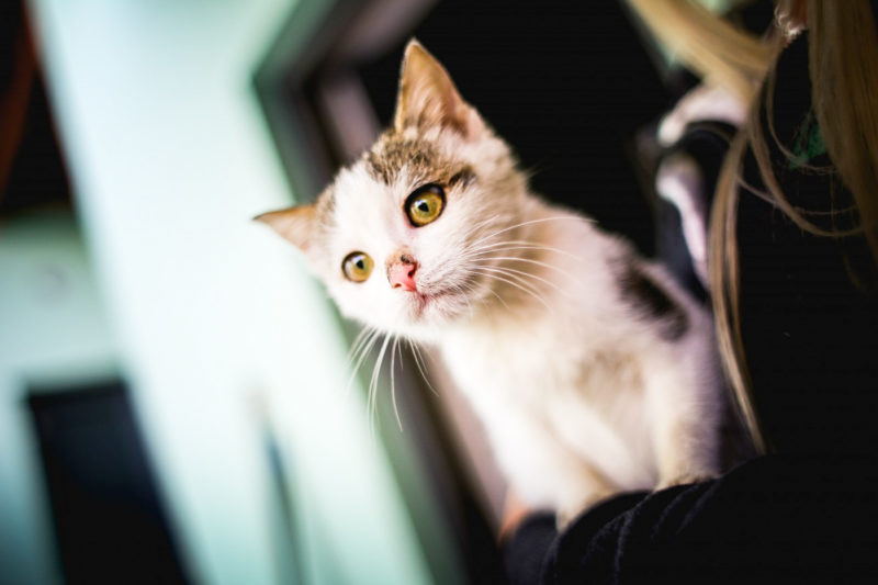 У Франківську влаштують фотовиставку з нагоди Міжнародного дня котів