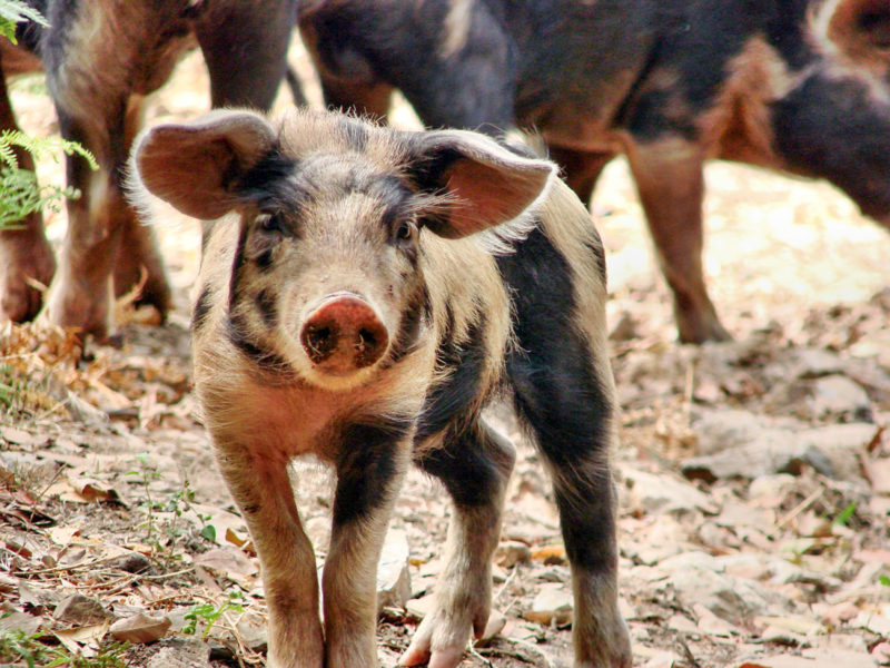 В Прикарпатській річці зайшли трупи свиней