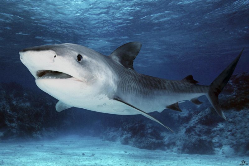 У Мережі з’явилося відео неймовірного порятунку акулят із черева мертвої мами-риби
