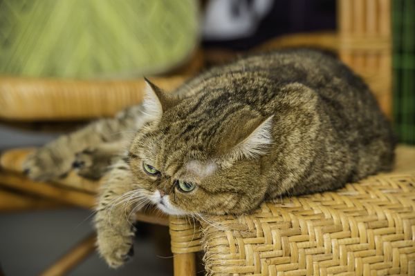 Професійний фотограф зробив свою кішку зіркою