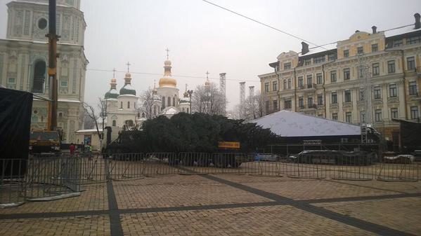 Прикарпаття подарує Києву 26-метрову ялинку для святкування Нового року