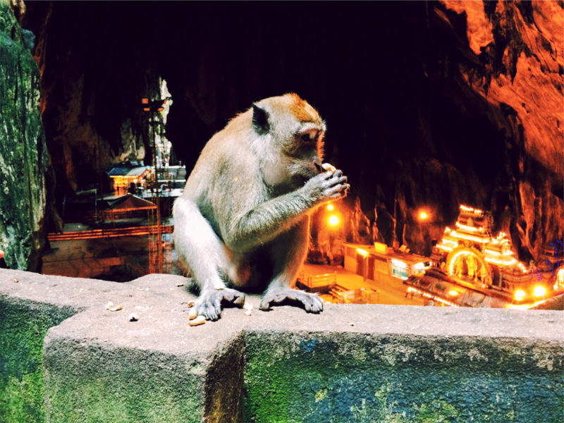 Індійська мавпа обікрала ювелірну крамницю (ВІДЕО)
