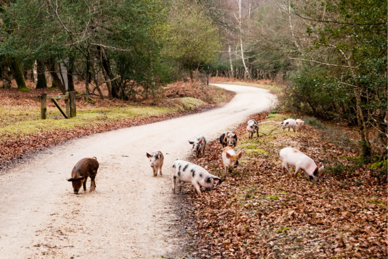На одному з прикарпатських господарств через задуху померли півсотні свиней