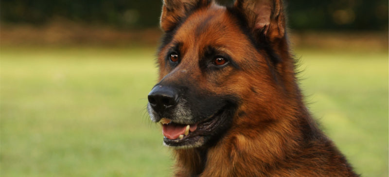 На Прикарпатті собака врятував людині життя