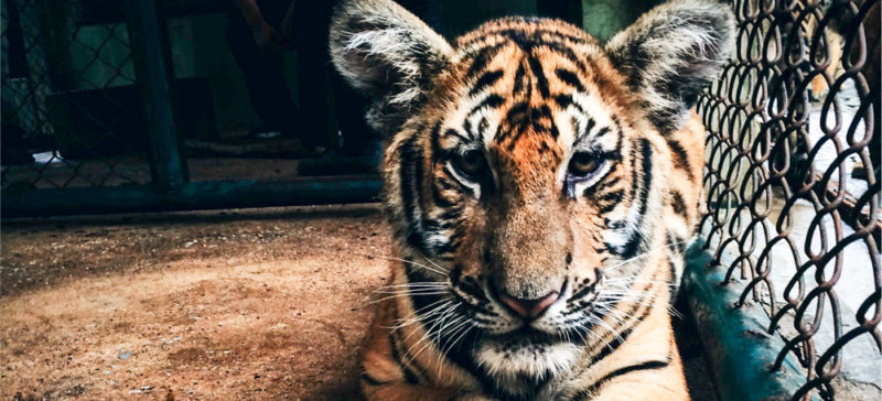 У зоопарку Казахстану прорвало трубу: 50 тварин зварилися живцем