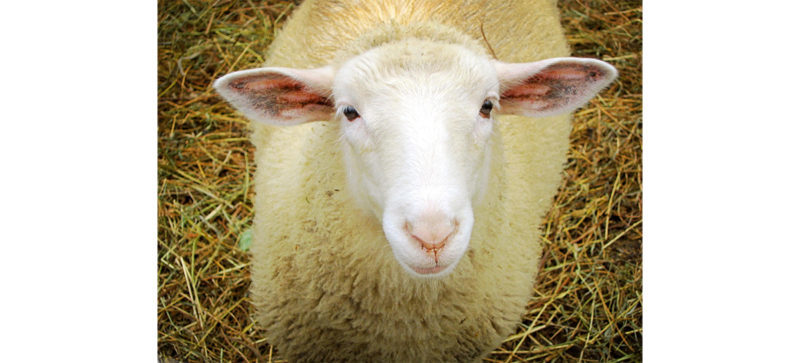 Учасник АТО доглядає за вівцями у парку Шевченка (ВІДЕО)