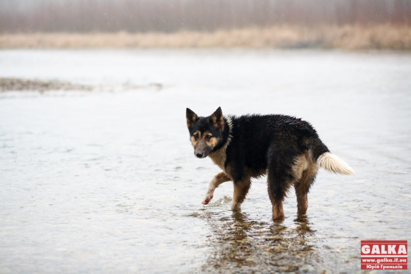 Мережу “підірвала” собака з дивною поведінкою у воді (ВІДЕО)