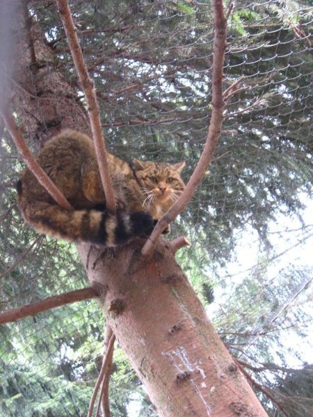 Галицький природний парк взяв на лікування лісового кота