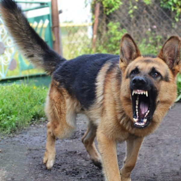 У Франківську бійцівська собака накинулась на свого господаря