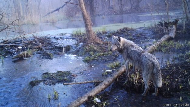 У Чорнобильській зоні поступово відновлюється природа (фото)