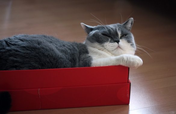Біологи розповіли, чому коти так сильно люблять коробки