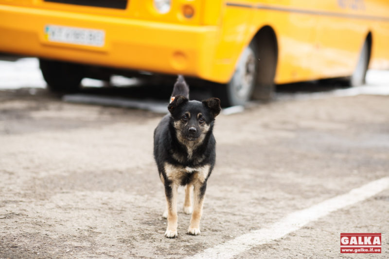 Відомо, скільки всього бездомних собак у Івано-Франківську