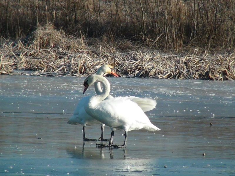 Небайдужі коломияни з рятувальниками допомогли лебедям, які мерзнули на міському озері (ВІДЕО)