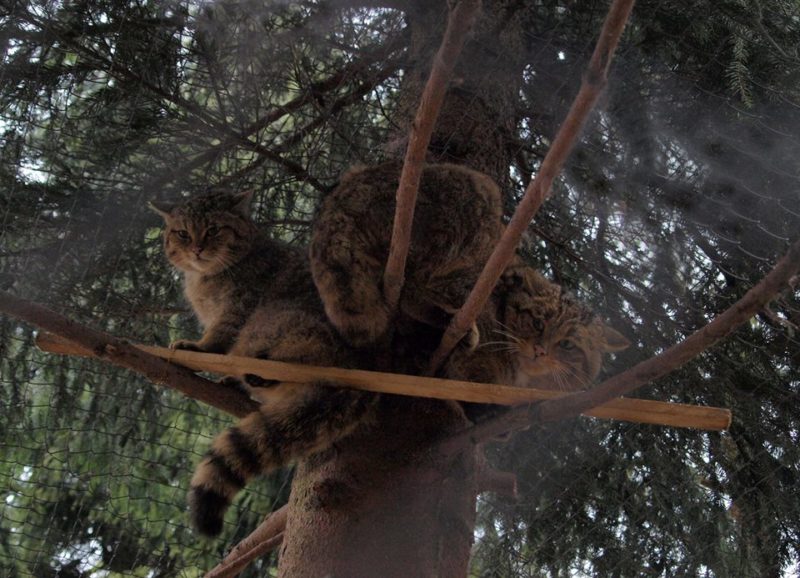 Галицький  природний парк запрошує на  Свято повернення тварин у рідну стихію