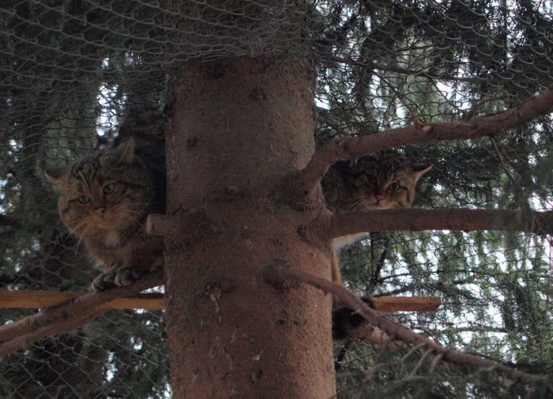 У лісового кота з Галицького природного парку з’явилася подружка