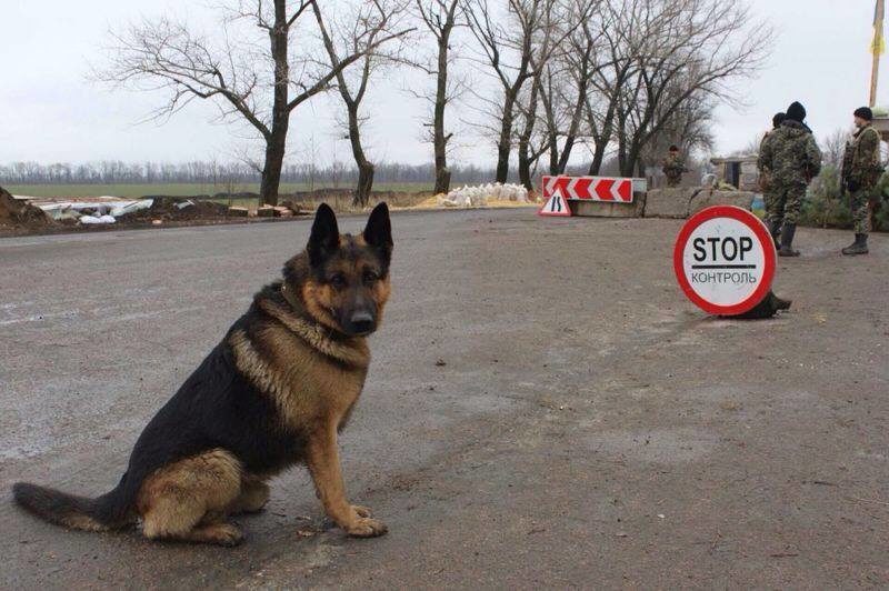 Собаки-укропи, які служать в АТО, потребують допомоги (ФОТО)