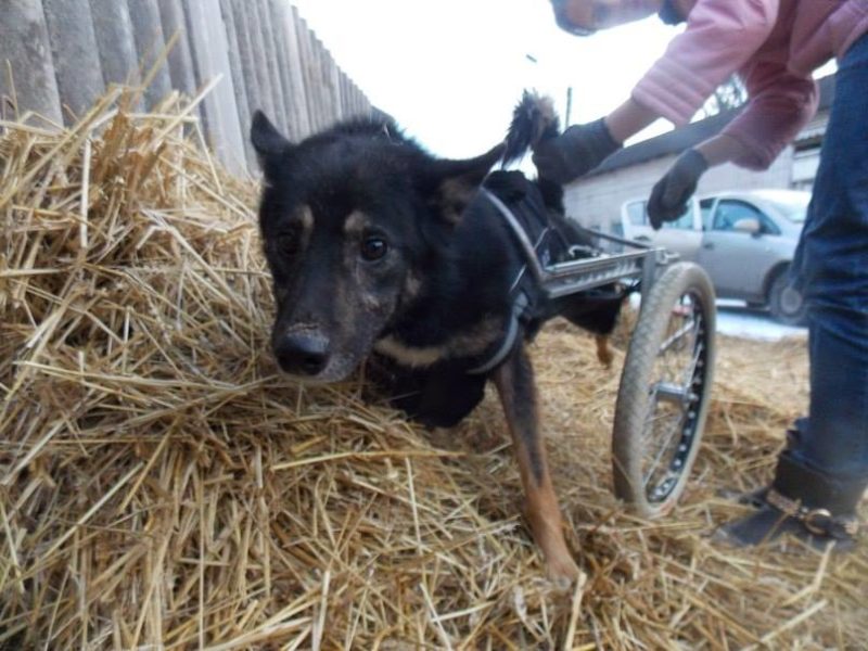 У Франківську влаштують благодійний аукціон для допомоги собакам-інвалідам