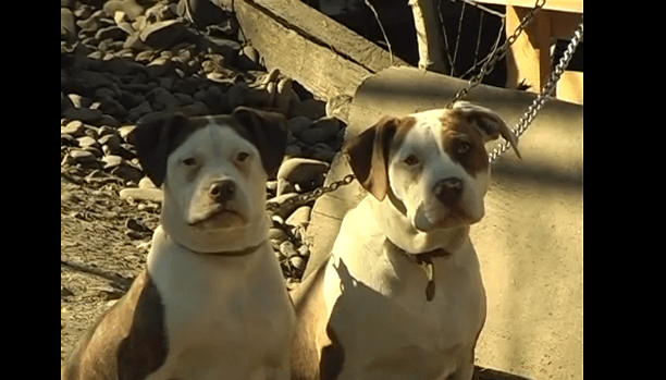 У Франківську афганець прихистив двох собак з Донбасу