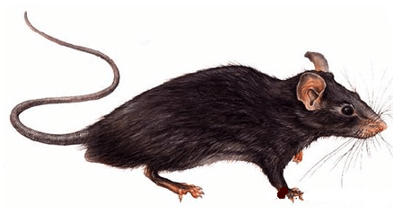 Вчені виявили у Нью-Йорку щурів, заражених COVID-19