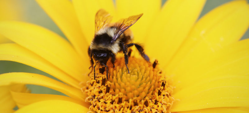 Прикарпаття на 8 сходинці в Україні за кількістю бджолосімей
