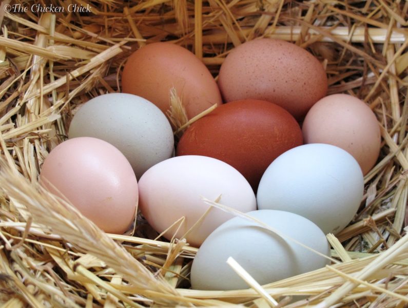 Трьох прикарпатців засудили за чужі яйця