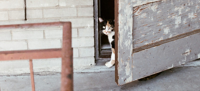 У Франківську пропонують визнати бездомних котів частиною екосистеми міста