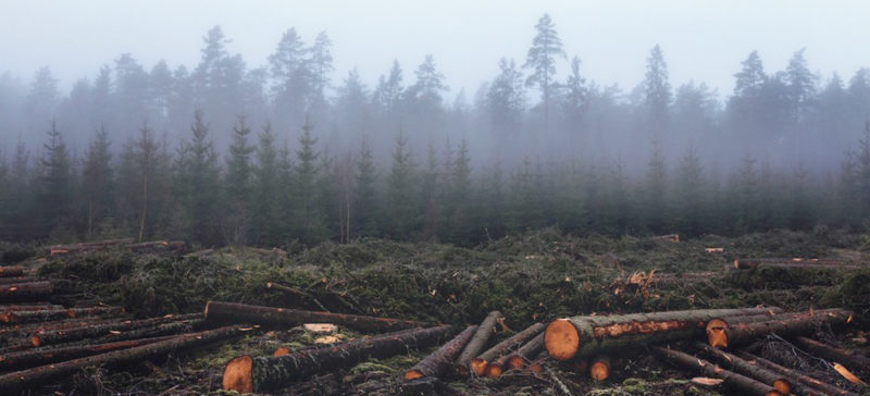 На Франківщині директора лісового господарства звинувачують у корупції