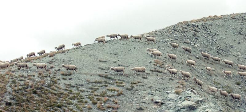 На полонині у Ворохті четверо молодиків напали на пастуха