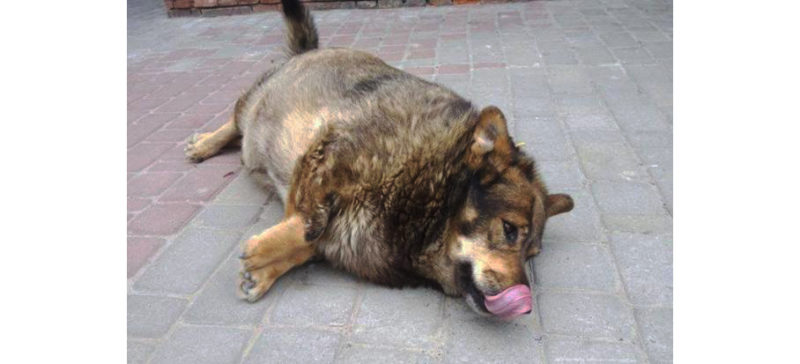 Собаці з калуського ринку заборонили жирну їжу, в нього виявили проблеми з гормонами