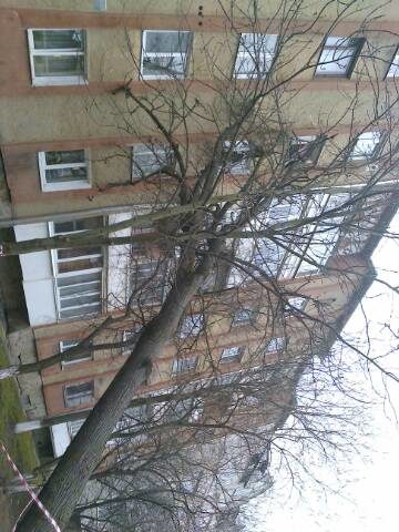 На багатоквартирний будинок по вулиці Нацгвардії впало дерево (ФОТО)