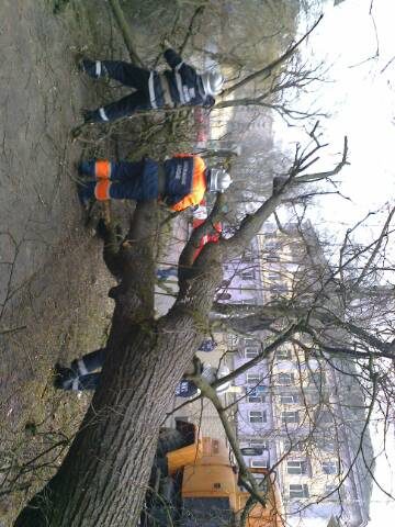 Головний комунальник міста: зрізаємо старі дерева – ми погані. Не зрізаємо – теж