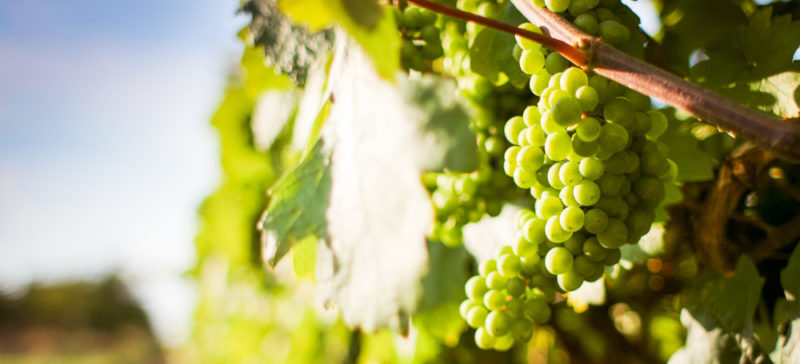 Франківець поділився першими враженнями від Свята винограду і вина – висновки невтішні