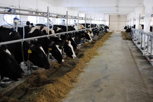 Коровам на фермі у Студінці вмикають музику