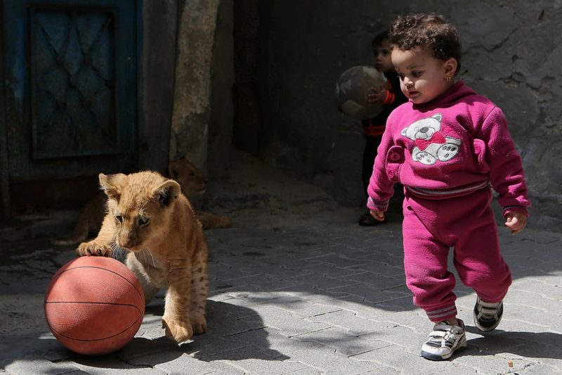 Родина у Газі виховує чотирьох дітей та двох левенят