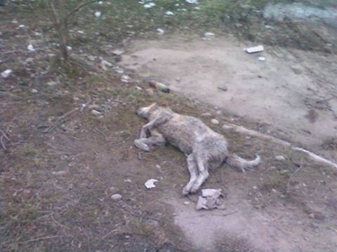 У місті на Прикарпатті мертві тварини лежать місяцями (ФОТОФАКТ)