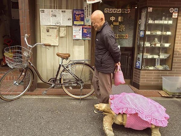 У Токіо літній чоловік вигулює свою величезну домашню черепаху (ФОТО)