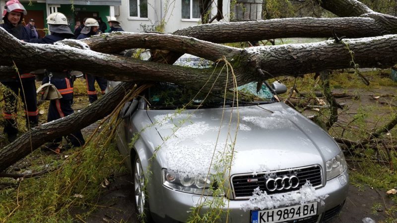 Власник автомобіля, на яке впало дерево, втік з місця пригоди