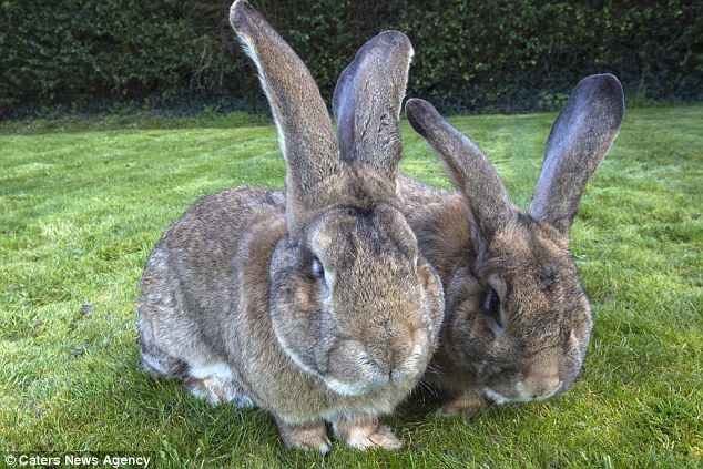 Найбільший кролик у світі може втратити свій титул через сина-велетня (ФОТО)
