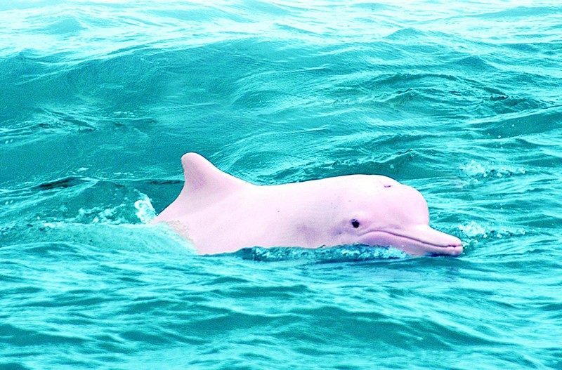 Унікальний білий дельфін змінює колір, коли злиться або ніяковіє (ВІДЕО)