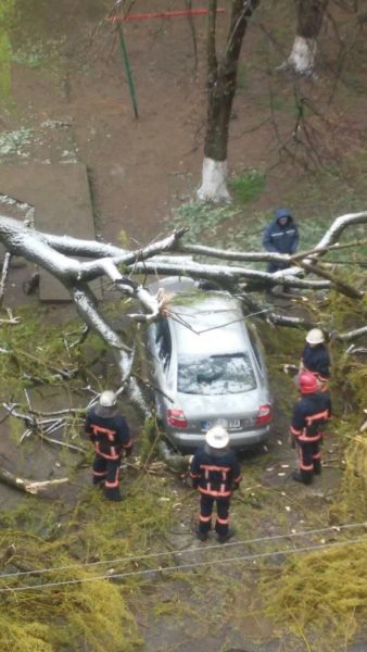 У різних районах міста буревій повалив дерева – постраждала машина (ДОПОВНЕНО ФОТО)