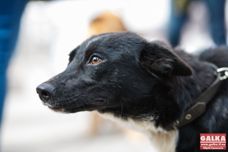 В міській раді немає вільної землі, щоби організувати притулок для собак – волонтер