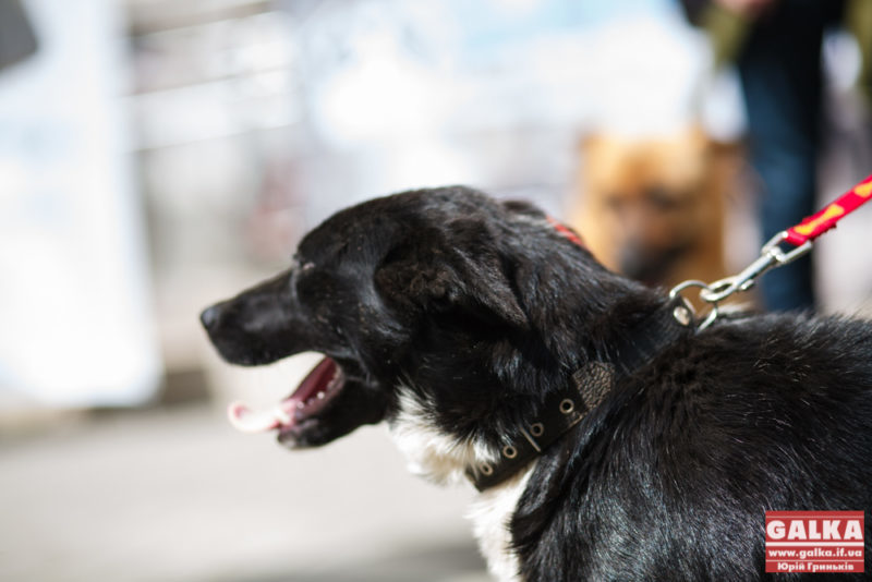 Франківців закликають допомогти речима та працею притулку для собак