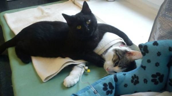 Кіт, що мешкає у ветеринарній клініці, підтримує обіймами інших тварин (ФОТО)