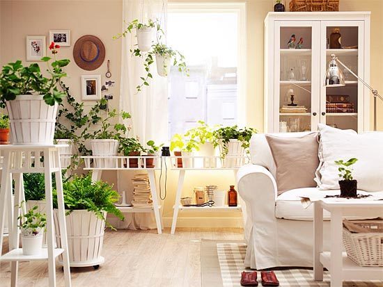 “Галка” рекомендує: 9 кімнатних рослин, які очищають повітря!