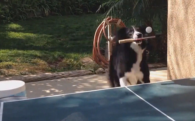 Домашній пес показав віртуозну гру в теніс (ВІДЕО)