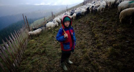 Наприкінці вересня у прокат виходить фільм про життя карпатських вівчарів