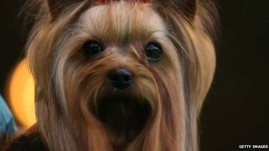 Влада Австралії погрожує умертвити собак Джонні Деппа