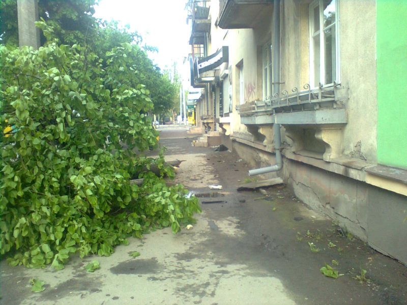 На вулиці Василіянок машина збила дерево (ФОТО)
